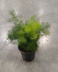 4" Fern Asparagus Ming  